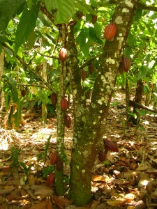 Cacoyer et cabosses à la plantation La Esmeralda, République Dominicaine